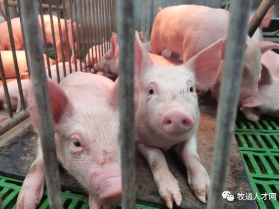 被困的豬農(nóng).png 圖片