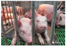 被困的豬農(nóng).png 圖片